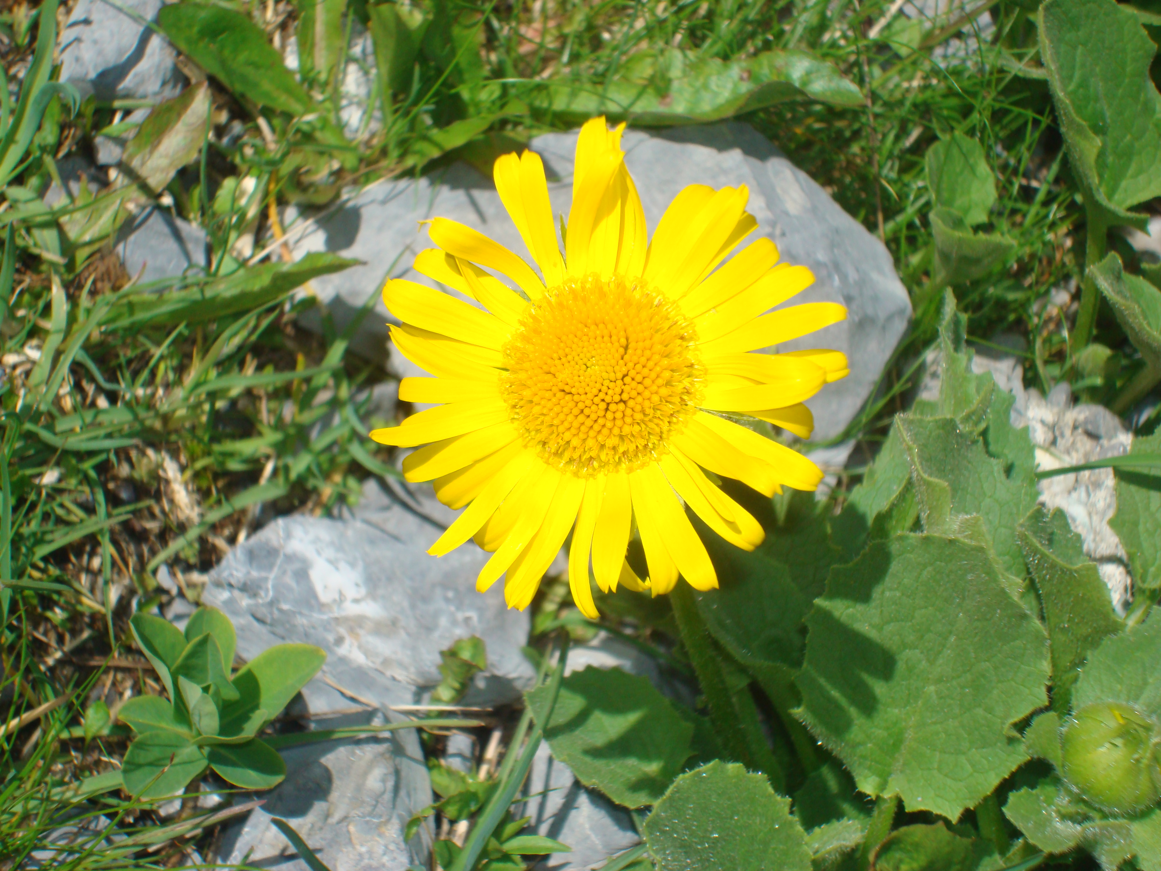 Flower Power