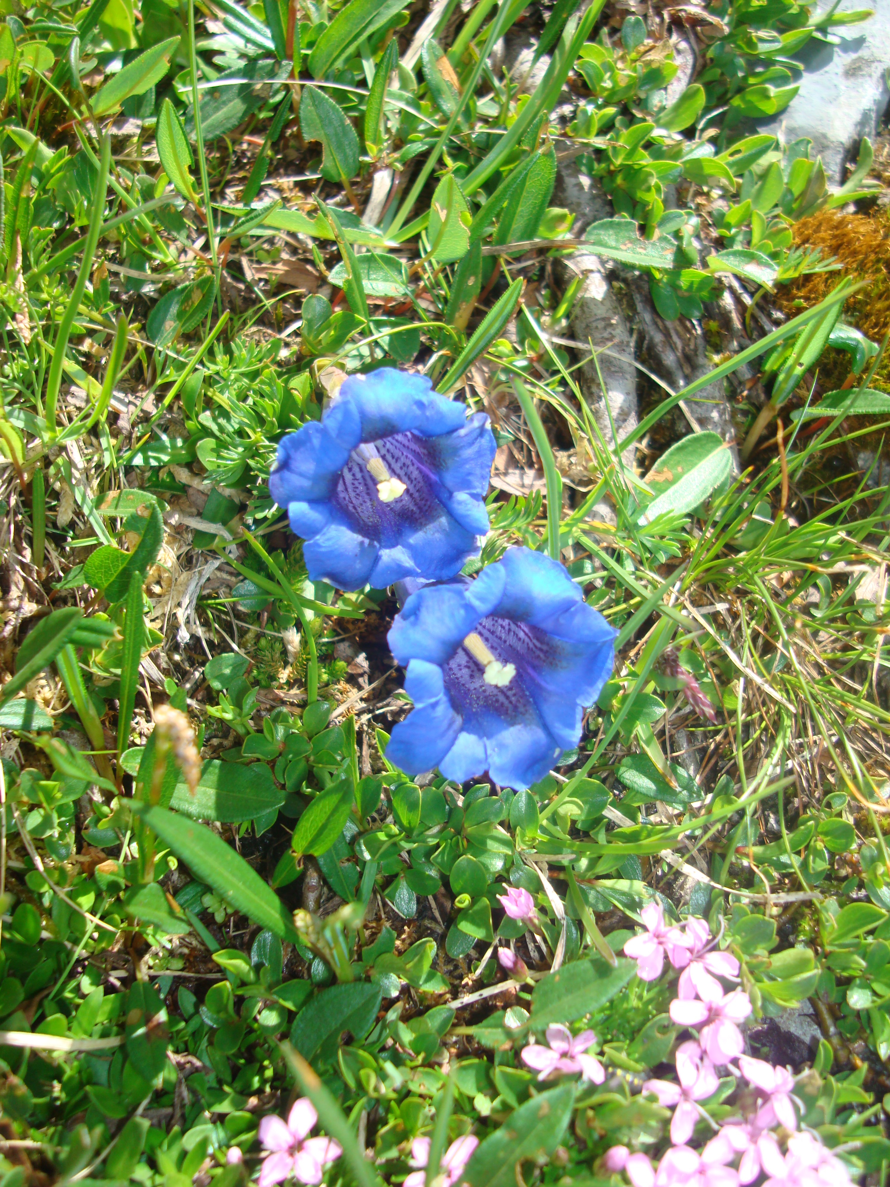 Trumpeting Gentians